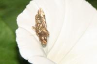 Anania coronata