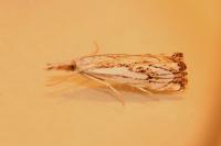 Catoptria falsella
