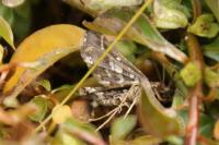 Diasemiopsis ramburialis