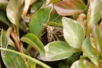 Diasemiopsis ramburialis