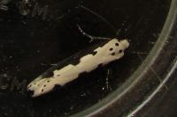 Ethmia bipunctella