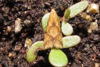 Brachmia blandella