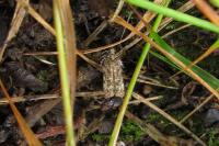 Psoricoptera gibbosella
