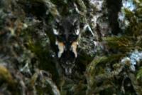 Teleiodes luculella