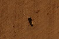 Monopis monachella