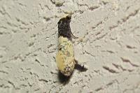 Trichophaga tapetzella