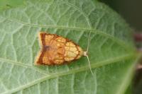 Acleris bergmanniana