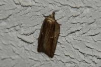 Acleris hastiana