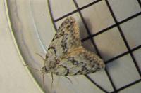 Nola cicatricalis