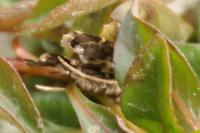 Diasemiopsis ramburialis