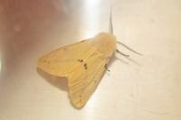 Spilarctia lutea