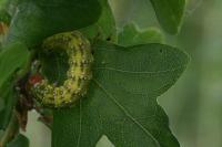 Polyploca ridens