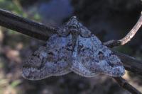 Agriopis leucophaearia