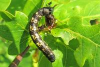 Agriopis leucophaearia