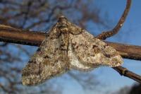 Agriopis leucophaearia