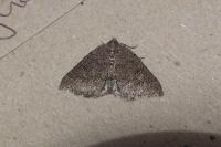 Aleucis distinctata