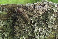 Biston betularia
