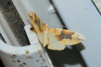 Cidaria fulvata