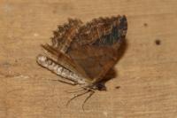 Philereme transversata