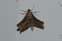 Philereme transversata