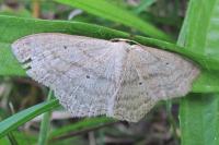 Scopula nigropunctata