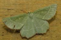 Thalera fimbrialis