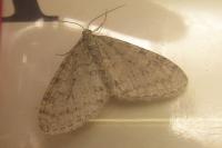 Trichopteryx carpinata