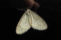 Trichopteryx carpinata