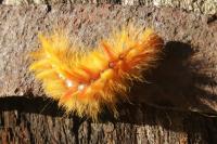 Acronicta aceris