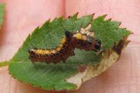 Acronicta psi