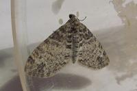 Lobophora halterata