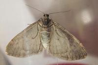 Lobophora halterata