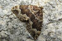 Lampropteryx suffumata
