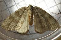 Epirrita autumnata