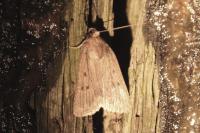 Amphipyra tragopoginis
