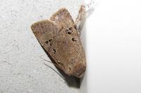 Conistra rubiginosa