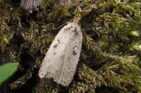 Agonopterix yeatiana