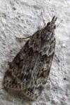 Scoparia basistrigalis