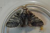 Drymonia ruficornis