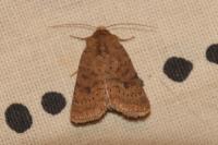Hoplodrina octogenaria