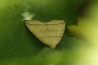 Herminia grisealis