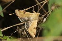 Heliothis peltigera