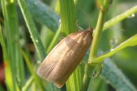 Aphelia viburnana