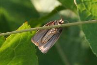 Aphelia viburnana