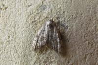 Nola confusalis