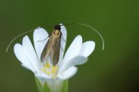 Cauchas rufimitrella