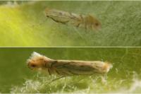Phyllonorycter quercifoliella