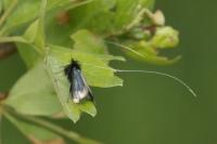 Adela reaumurella