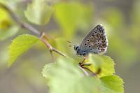 Lysandra bellargus