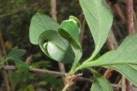 Phyllonorycter trifasciella